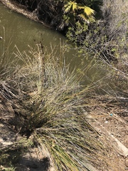 Festuca californica
