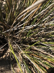 Festuca californica