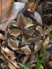 Murici Lancehead photo 3