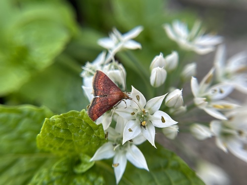 Variable Reddish and California Pyrausta Moths photo 5