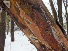 Ceriporia purpurea