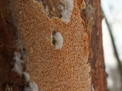 Ceriporia purpurea