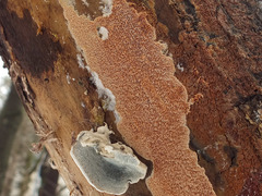 Ceriporia purpurea