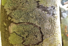 Thelotrema