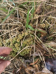 Sphagnum magellanicum