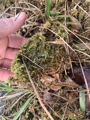 Sphagnum magellanicum