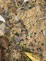 Sphagnum magellanicum