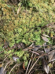 Sphagnum magellanicum