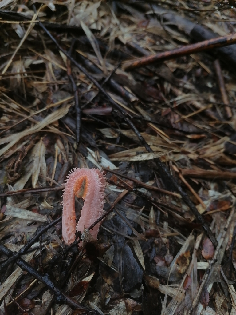 Laternea pusilla · September 2023 · photo: © victorvecheverria (iNaturalist, cc-by)