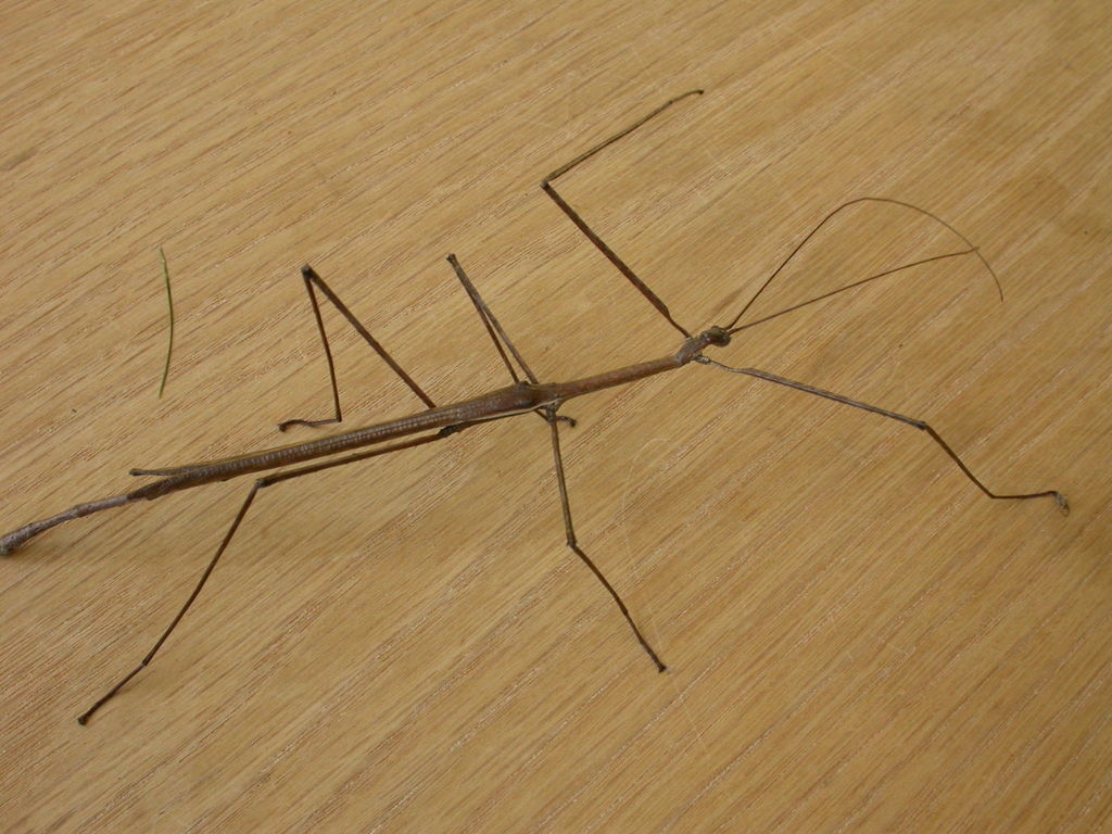 Margin-winged Stick Insect