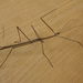 Margin-winged Stick Insect - Photo (c) Donald Hobern, some rights reserved (CC BY)