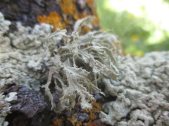 Ramalina fraxinea