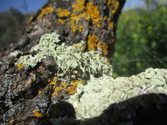 Ramalina fraxinea