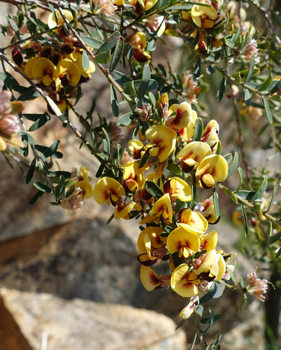 Image of Flat-Leaf Bush-Pea (Pultenaea platyphylla) by (c) yatesy, some rights reserved (CC BY)