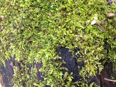 Brachythecium campestre