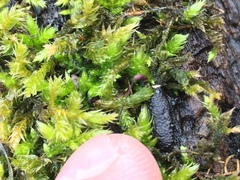 Brachythecium campestre