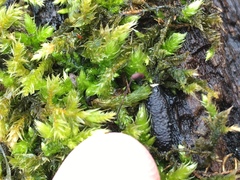 Brachythecium campestre