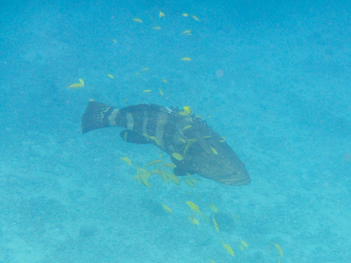 Epinephelus quinquefasciatus