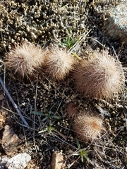 Echinocereus reichenbachii baileyi