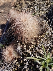 Echinocereus reichenbachii baileyi