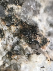 Habronattus klauseri