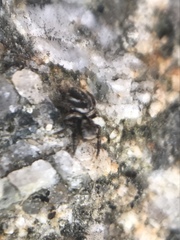 Habronattus klauseri