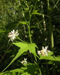 Ripariosida hermaphrodita