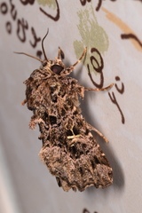 Argyrosticta decumana