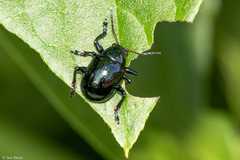 Typophorus nigritus