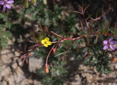 Camissonia strigulosa