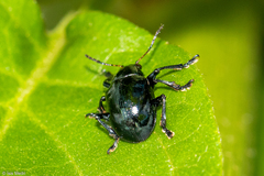 Typophorus nigritus