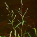 Persicaria hydropiperoides - Photo (c) Michael J. Papay,  זכויות יוצרים חלקיות (CC BY), הועלה על ידי Michael J. Papay