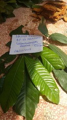 Gilbertiodendron dewevrei