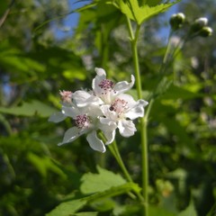 Ripariosida hermaphrodita