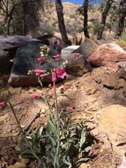 Penstemon parryi