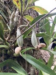 Catasetum maculatum image