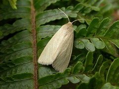 Heliocheilus moribunda