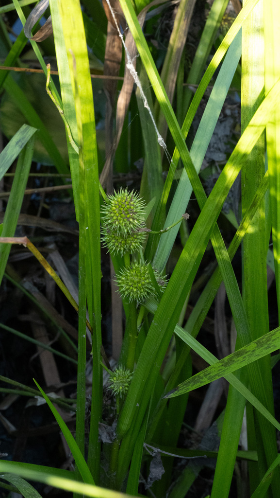 American bur-reed from Dorchester County, MD, USA on September 4, 2023 ...