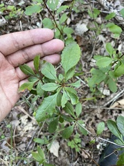Berberis canadensis, photograph (c) Brandon Corder, some rights reserved (CC BY)