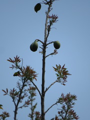 Pyrus