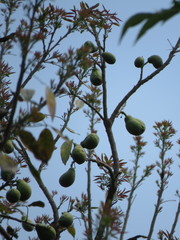 Pyrus