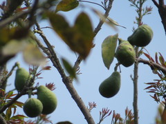 Pyrus