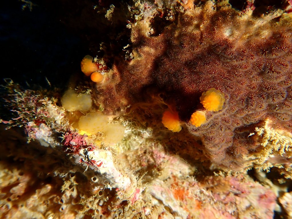 Brazilian Lollipop Ascidian