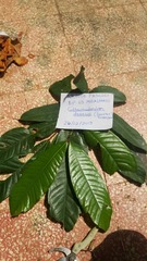 Gilbertiodendron dewevrei