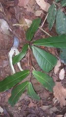 Gilbertiodendron dewevrei