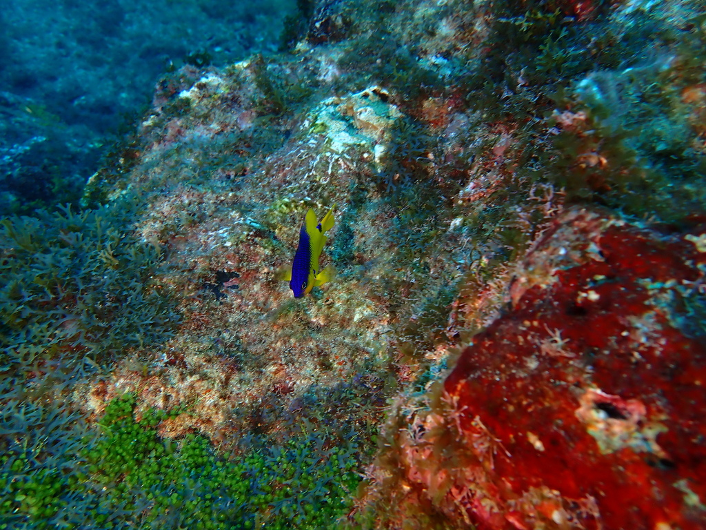 Rocas damselfish (Stegastes rocasensis) — Pomacentridae