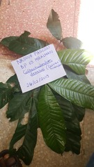 Gilbertiodendron dewevrei