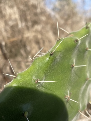 Woollyjoint Pricklypear