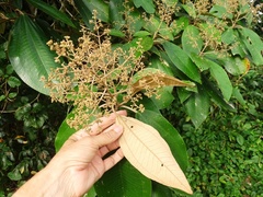 Miconia argentea