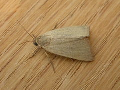 Heliocheilus moribunda